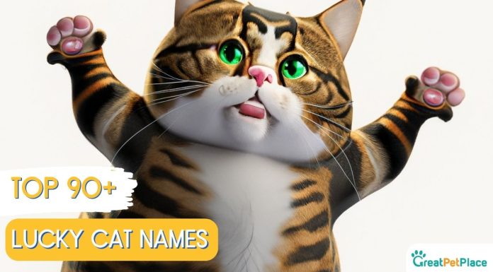 Lucky-Cat-Names-With-Meaning-Our-Top-90-Picks