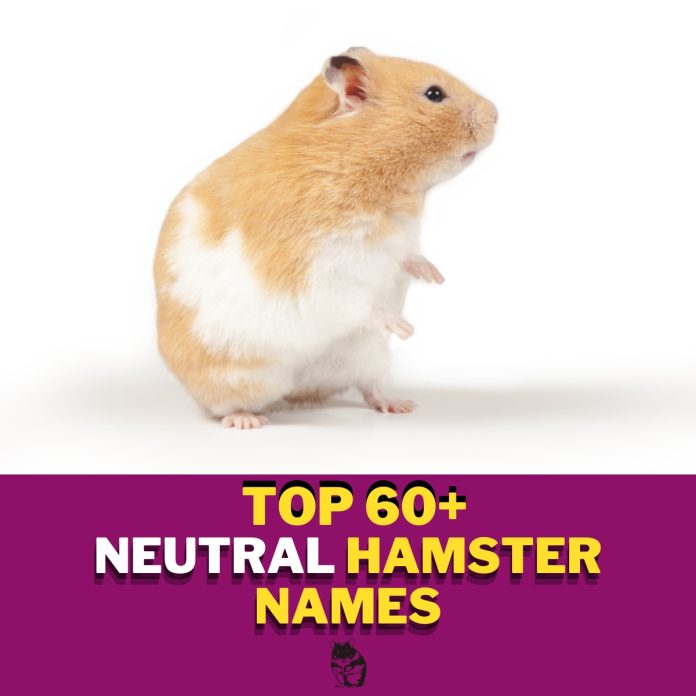 Neutral-Hamster-Names-With-Meaning-–-Our-Top-60-Picks