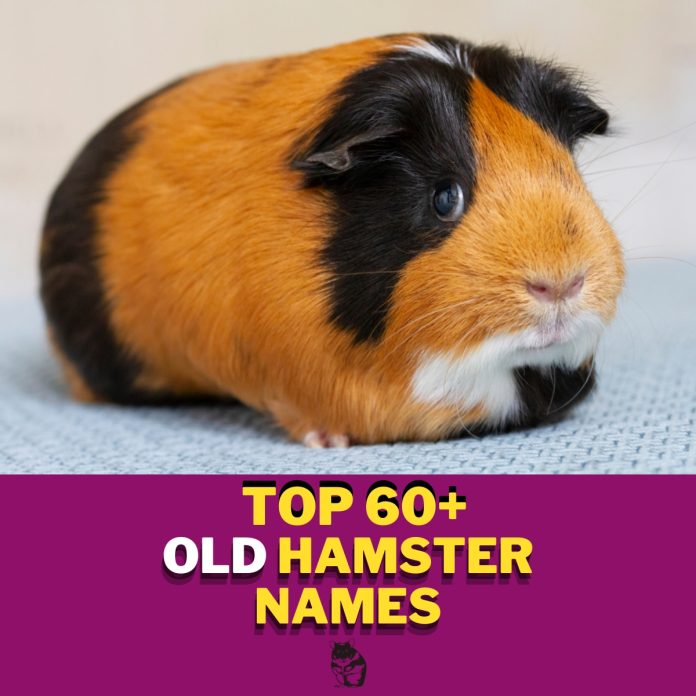 Old-Hamster-Names-With-Meaning-Our-Top-60-Picks.