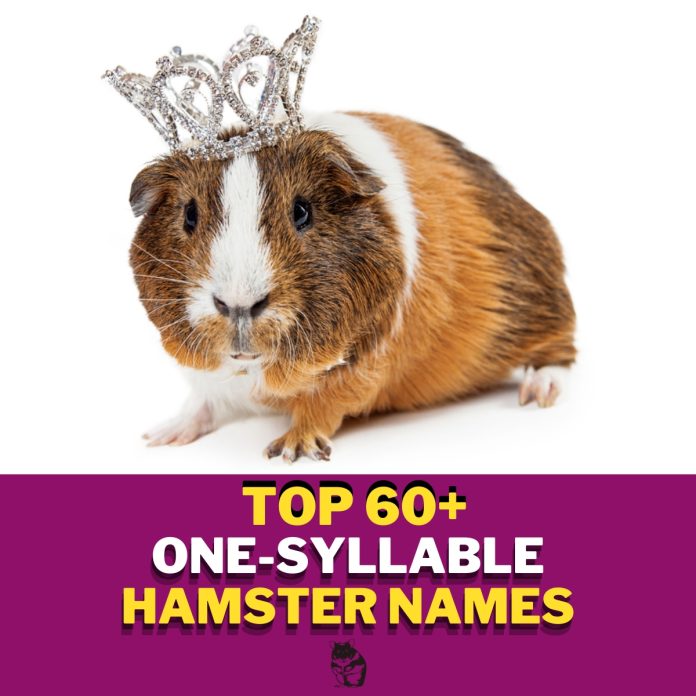 One-Syllable-Hamster-Names-With-Meaning-–-Our-Top-60-Picks.