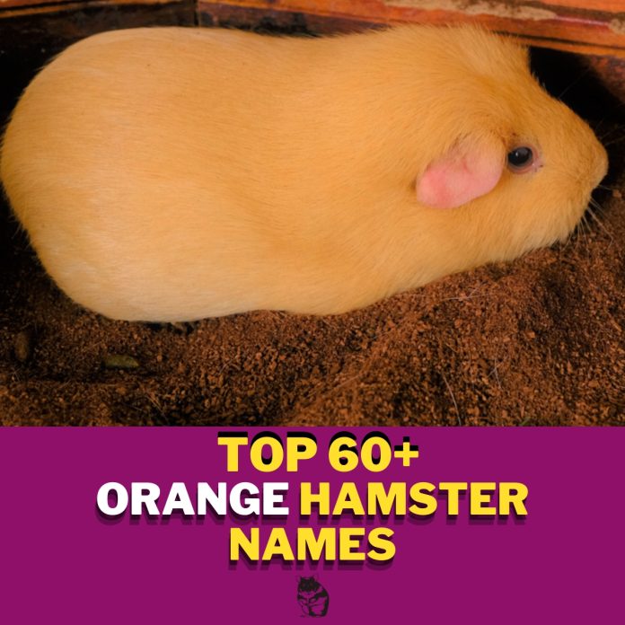 Orange-Hamster-Names-With-Meaning-–-Our-Top-60-Picks