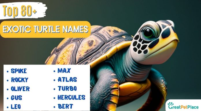 Our-Top-80-Favorite-Exotic-Turtle-Names-with-Meaning
