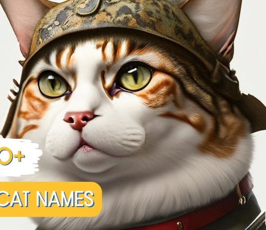 Rebel-Cat-Names-With-Meaning-Our-Top-90-Picks