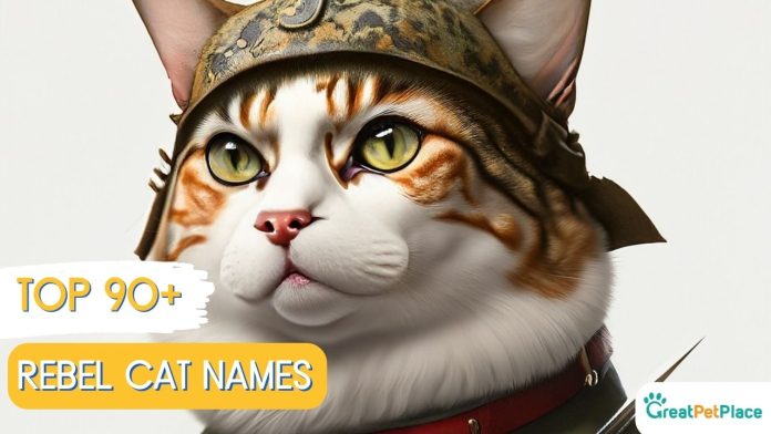 Rebel-Cat-Names-With-Meaning-Our-Top-90-Picks