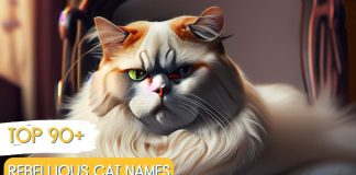 Rebellious-Cat-Names-With-Meaning-Our-Top-90-Picks
