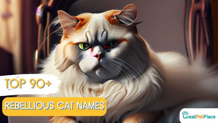 Rebellious-Cat-Names-With-Meaning-Our-Top-90-Picks
