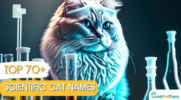 Scientific-Cat-Names-With-Meaning-Our-Top-70-Picks