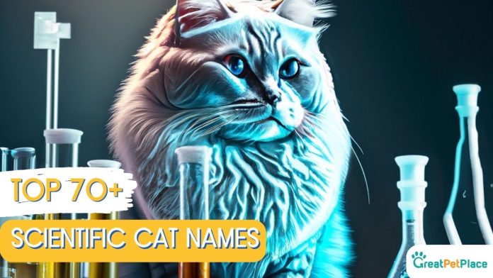 Scientific-Cat-Names-With-Meaning-Our-Top-70-Picks