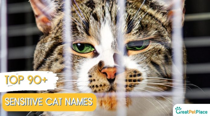 Sensitive-Cat-Names-With-Meaning-Top-90-Ideas