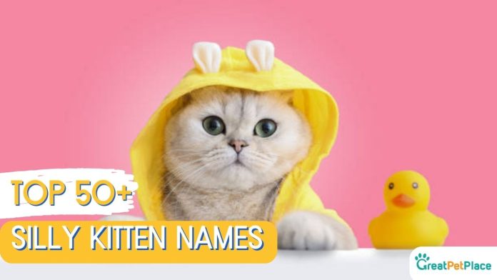 Silly-Kitten-Names-With-Meaning-Our-Top-50-Picks