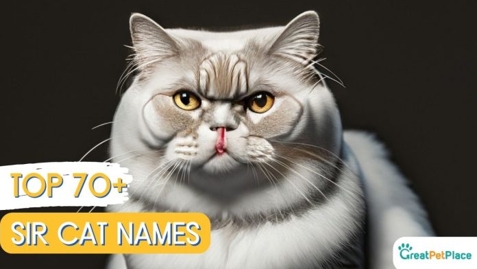 Sir-Cat-Names-With-Meaning-Our-Top-70-Picks