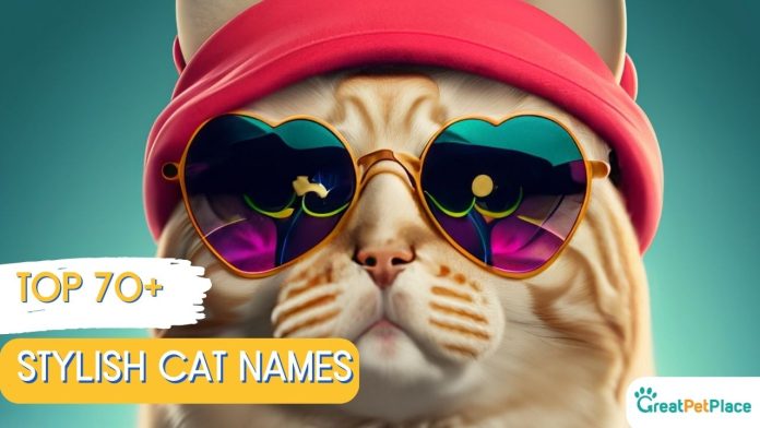Stylish-Cat-Names-With-Meaning-Our-Top-70-Picks