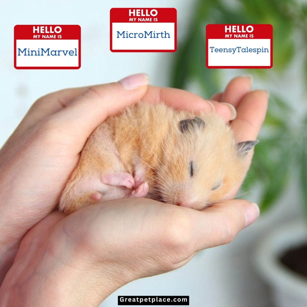 Tiny-Names-Big-Personalities- iconic Hamster-Names.