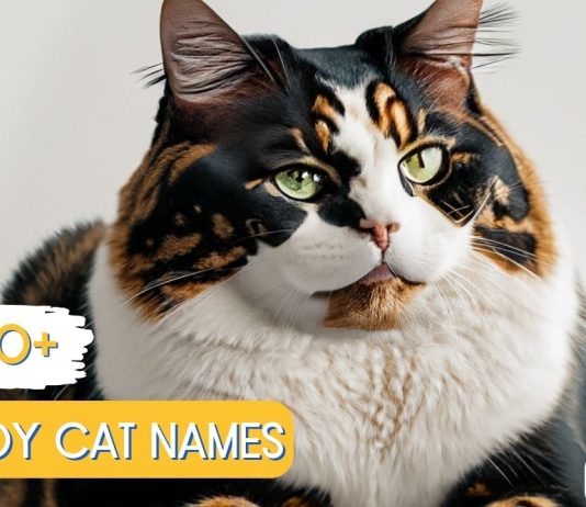 Tomboy-Cat-Names-With-Meaning-Our-Top-70-Picks