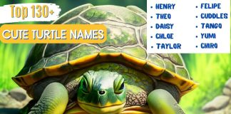 Top-130-Best-Cute-Turtle-Names-With-Meaning.