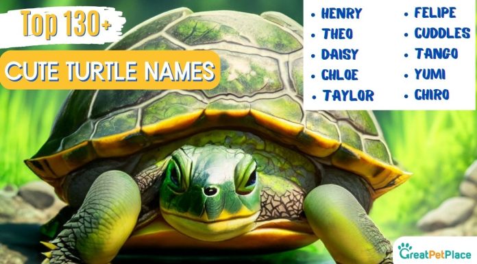 Top-130-Best-Cute-Turtle-Names-With-Meaning.
