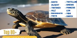 Top-80-Best-Excellent-Turtle-Names-With-Meaning