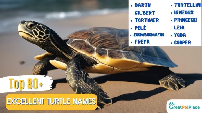 Top-80-Best-Excellent-Turtle-Names-With-Meaning