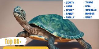 Top-80-Best-Unique-Turtle-Names-With-Meaning