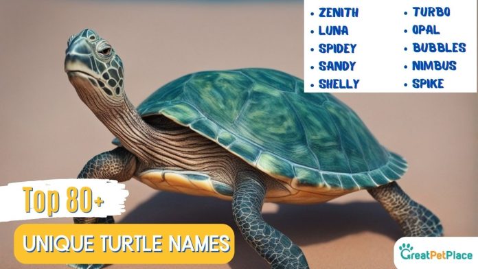 Top-80-Best-Unique-Turtle-Names-With-Meaning