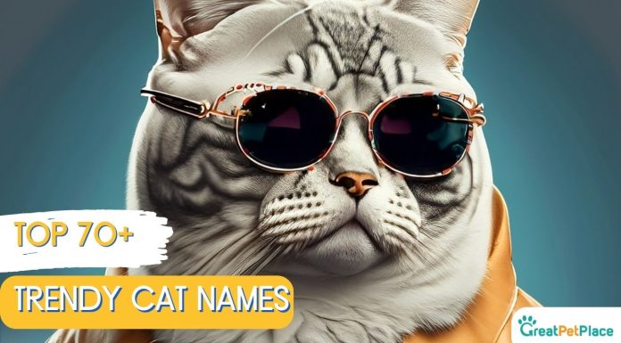 Trendy-Cat-Names-With-Meaning-Our-Top-70-Picks