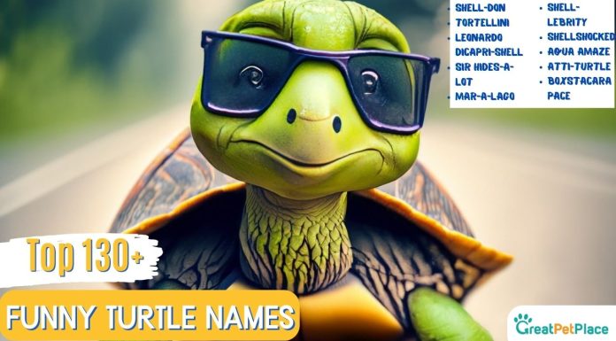 Funny-Turtle-Names