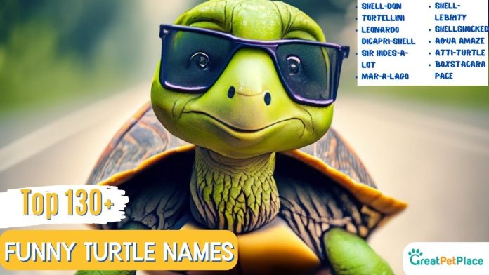 Funny-Turtle-Names