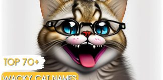 Wacky-Cat-Names-With-Meaning-Our-Top-70-Picks