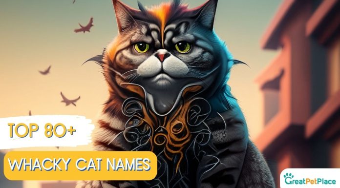 Whacky-Cat-Names-With-Meaning-Our-Top-80-Favorites