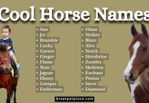 100-Cool-Names-for-Your-Majestic-Horse.