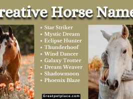 100-Creative-Horse-Names-to-Inspire-Your-Equine-Companion.