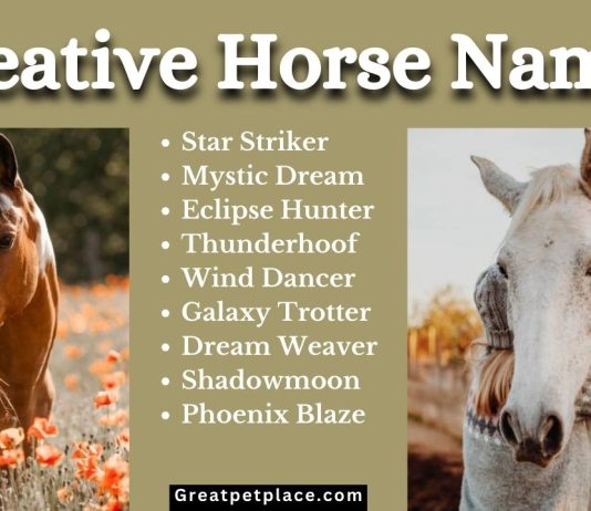 100-Creative-Horse-Names-to-Inspire-Your-Equine-Companion.