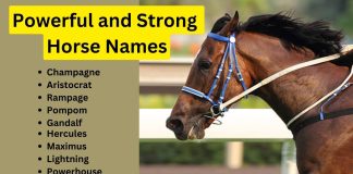 120-Powerful-and-Strong-Horse-Names-You-Can-Use.