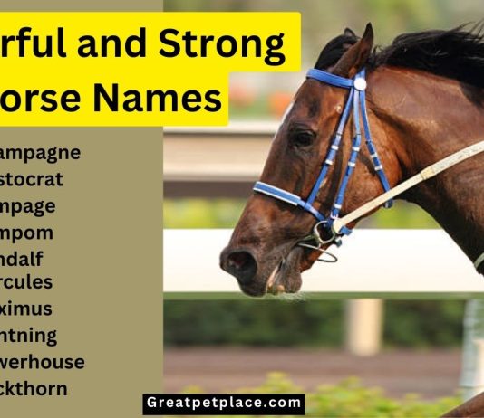 120-Powerful-and-Strong-Horse-Names-You-Can-Use.