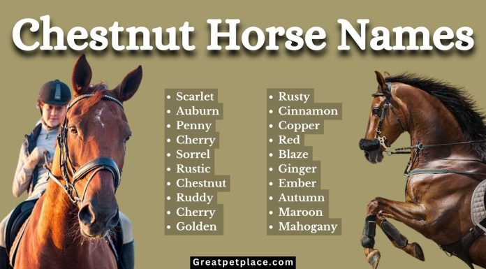 200-of-The-Best-Chestnut-Horse-Names-in-2023.