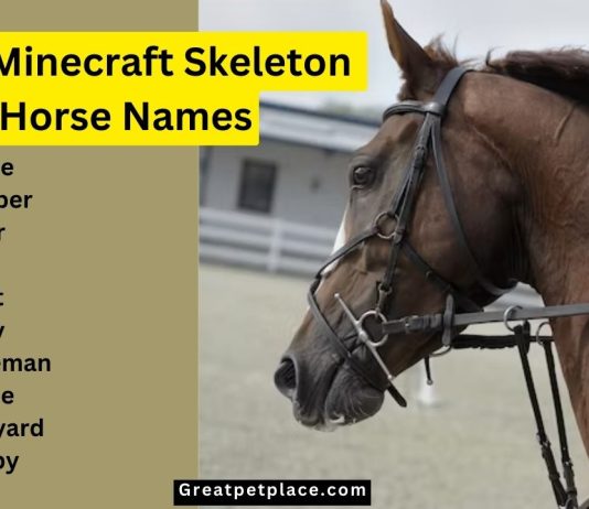 220-Cool-Minecraft-Skeleton-Horse-Names.