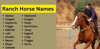 220-The-Best-Ranch-Horse-Names-in-2023.