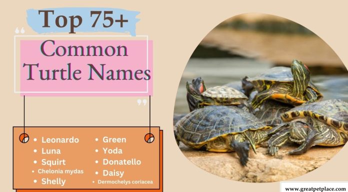 Common Turtle Names