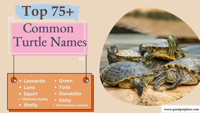 Common Turtle Names