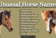80-Unusual-Horse-Names-Your-Equine-Friend.