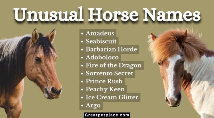 80-Unusual-Horse-Names-Your-Equine-Friend.