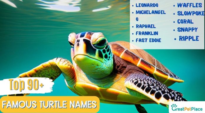 90-Famous-Turtle-Names