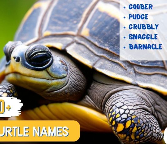 Ugly Turtle Names
