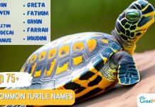 Uncommon Turtle Names