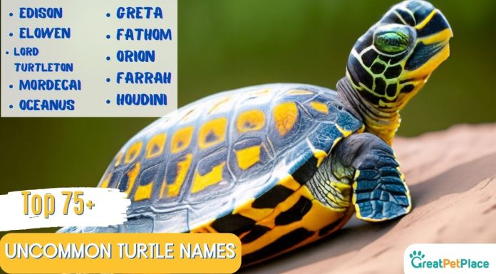 Uncommon Turtle Names