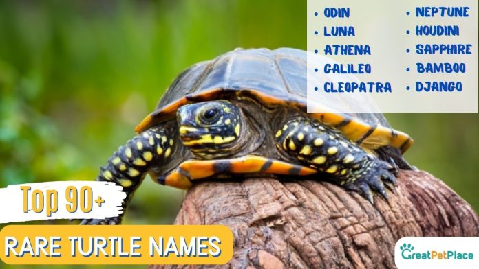 Rare Turtle Names