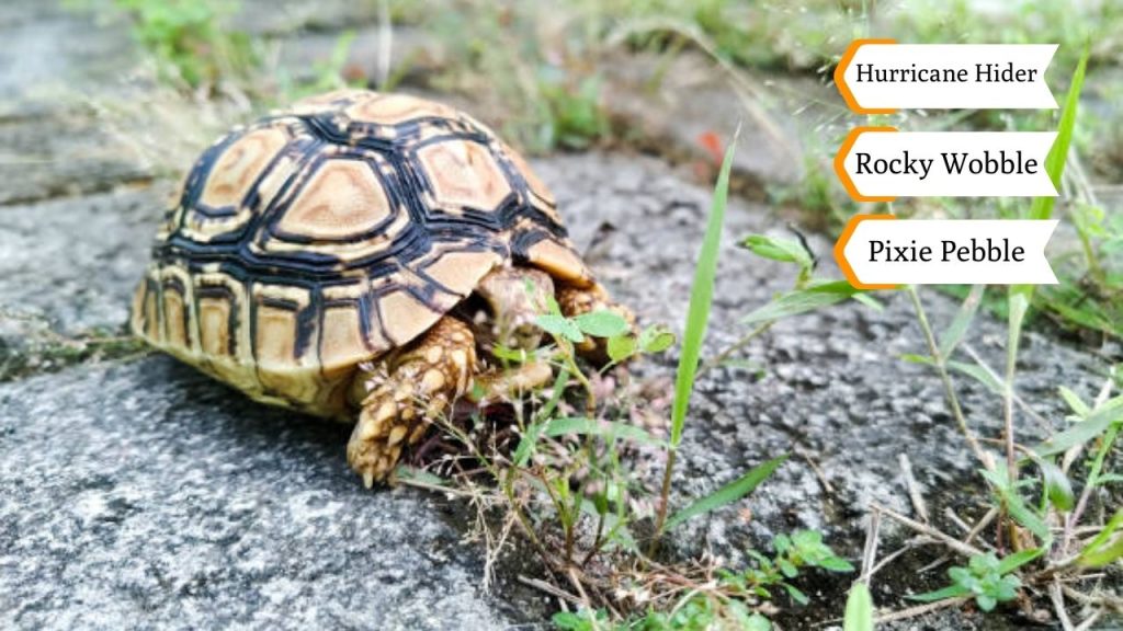Nature-Inspired Silly Turtle Names