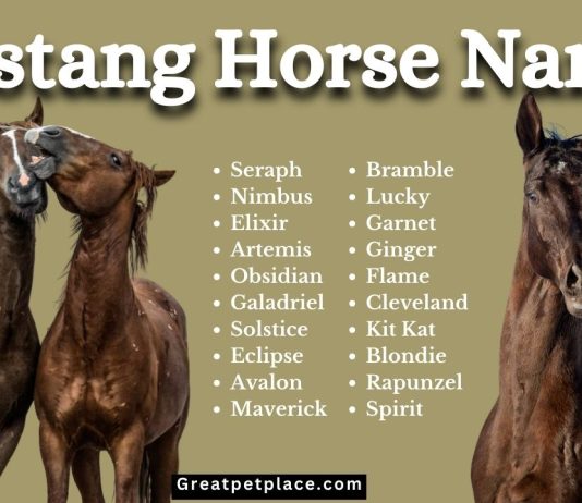 Mustang Horse Names