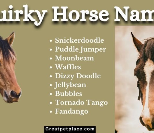 Top-120-Quirky-Monikers-to-Express-Your-Horses-Personality.