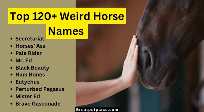 Top-120-Weird-Horse-Names-That-Make-Your-Horse-Look-Funny.